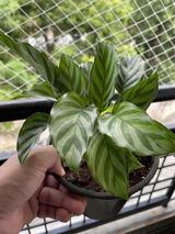 Sumit V. review photo