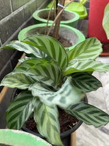 Sumit V. review photo