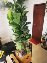 Dilip G. review photo