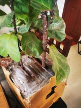 Dilip G. review photo