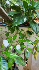 RAVINDRA P. review photo