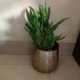 Sapna K. review photo