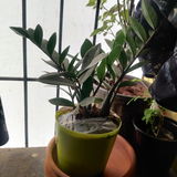 Sapna K. review photo