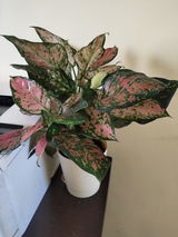 Edumudi V.s. review photo
