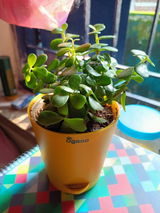 Sourav K. review photo