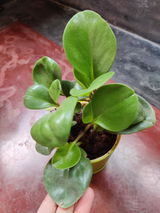 bhaswati a. review photo