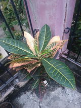 Amrita K. review photo