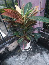 Amrita K. review photo