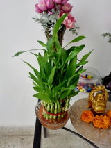 Shankar C.S. review photo