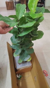 Sheela D. review photo