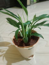 Rajashree N. review photo