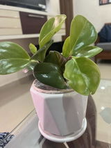 Sneha A.B. review photo