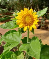 Shreya M. review photo