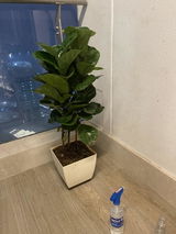 Ajeet S. review photo