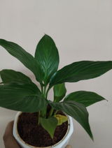 Neelam P. review photo