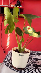 Roopam K. review photo