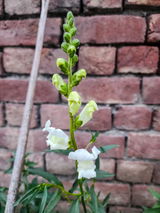 Gurnoor S. review photo