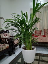 Iqbal H. review photo