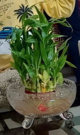 Iqbal H. review photo