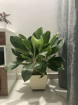 Megha T. review photo