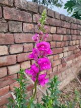 Gurnoor S. review photo