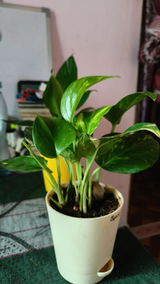 Prakash s. review photo