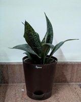 Vasundhra review photo