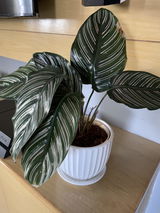 Edlan F. review photo