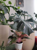 Arpita P. review photo