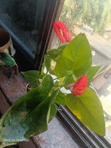 Arundhuti M. review photo