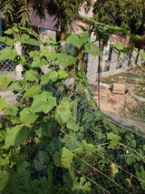 Biplab review photo