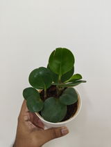 Joshua S. review photo