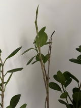 DeepikaG review photo