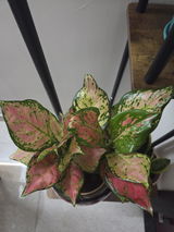 Arpita S. review photo