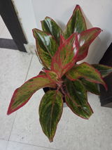 Arpita S. review photo