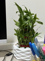 thota r. review photo