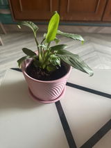 Vasavi review photo