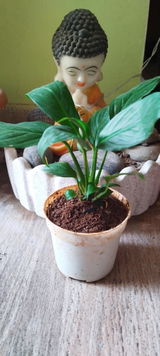 Anjana G. review photo