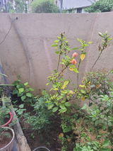 VIJAY P. review photo