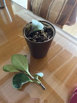 Sania M. review photo