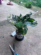 Debasis P. review photo