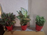 vaishali R. review photo