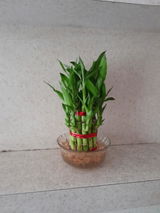 Padmaja V. review photo