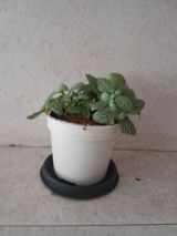 Padmaja V. review photo