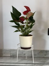 Shashank P. review photo