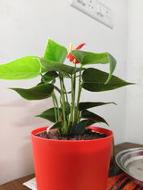 Priya review photo