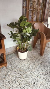 Swati C. review photo