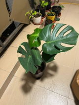 Alpna S. review photo