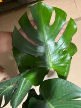 Alpna S. review photo