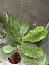 Lokesh D. review photo